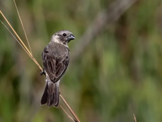 File:Sporophila iberaensis - Ibera Seedeater (male); Aquidauana, Mato Grosso do Sul, Brazil (2).jpg