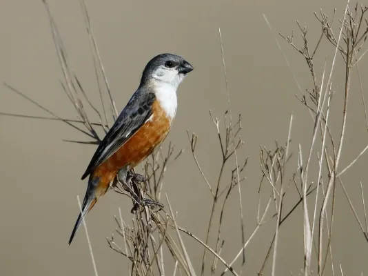 File:Sporophila palustris - Marsh Seedeater (male); Iberá marshes, Corrientes, Argentina.jpg