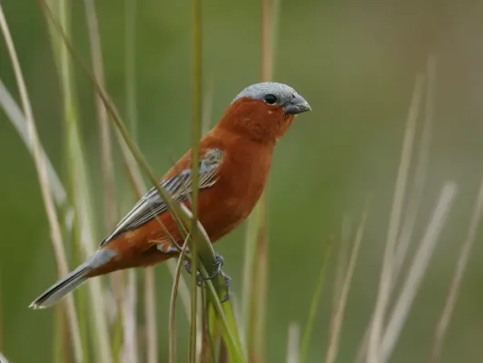 File:Sporophila cinnamomea - Chestnut Seedeater (male); Iberá marshes, Corrientes, Argentina.jpg