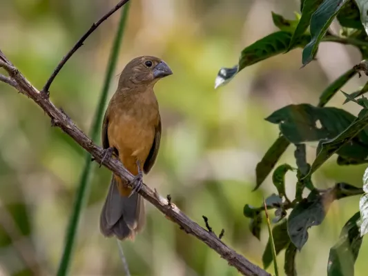 File:Sporophila angolensis - Chestnut-bellied Seed-finch (female); Boa Esperança do Sul, São Paulo, Brazil.jpg
