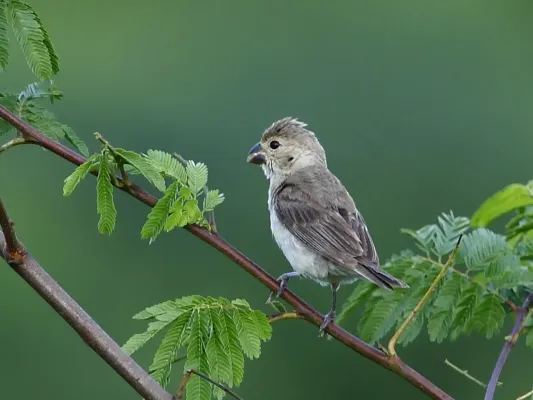 File:Sporophila albogularis - White-throated Seedeater (female); Potengi, Ceará, Brazil.jpg