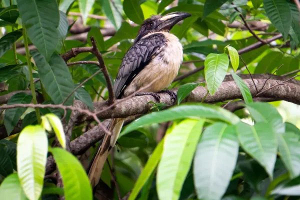 File:Sri Lanka grey hornbill(Ocyceros gingalensis) 01.jpg