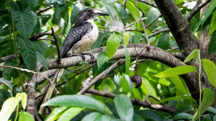 File:Sri Lanka grey hornbill(Ocyceros gingalensis) 02.jpg
