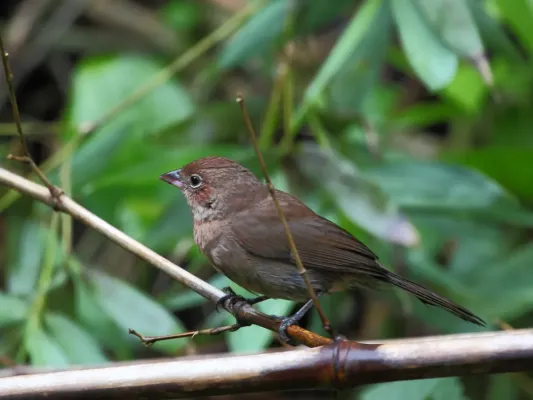 File:Coryphospingus cucullatus - Red crested Finch (female); Restinga de Bertioga State Park, São Paulo, Brazil.jpg