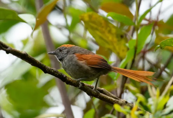 File:Synallaxis azarae 76608368.jpg