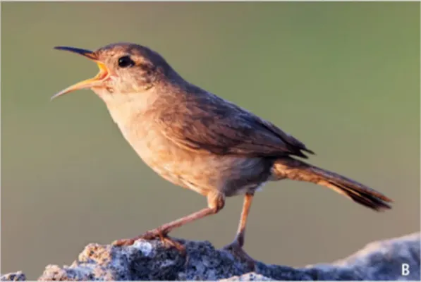 File:Troglodytes tanneri - Vertebrates on the brink as indicators of biological annihilation and the sixth mass extinction.jpg