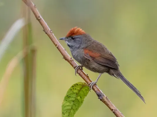 File:Synallaxis spixi - Chicli Spinetail; Bertioga, São Paulo, Brazil.jpg