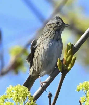 File:Melospiza lincolnii Sam Smith Park Toronto.jpg