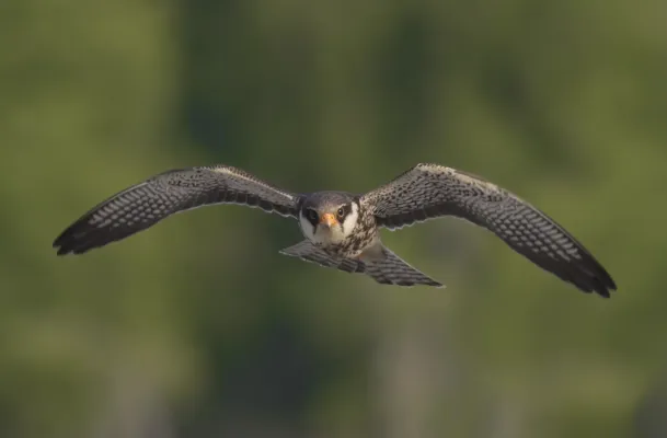 File:Falco amurensis in flight.jpg
