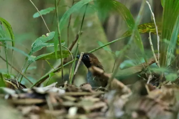 File:Formicarius analis 32401059.jpg