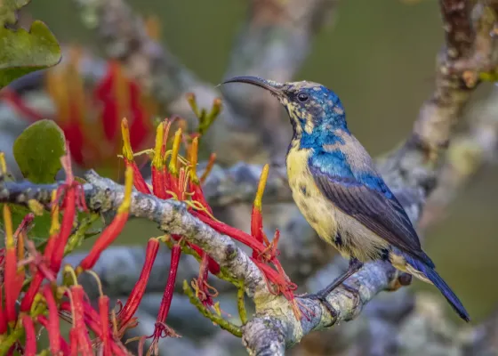 File:Purple Sunbird (Cinnyris asiaticus) in Sundarbans East Wildlife Sanctuary 01.jpg