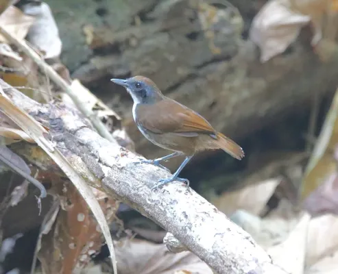 File:Gymnopithys bicolor 58609025.jpg