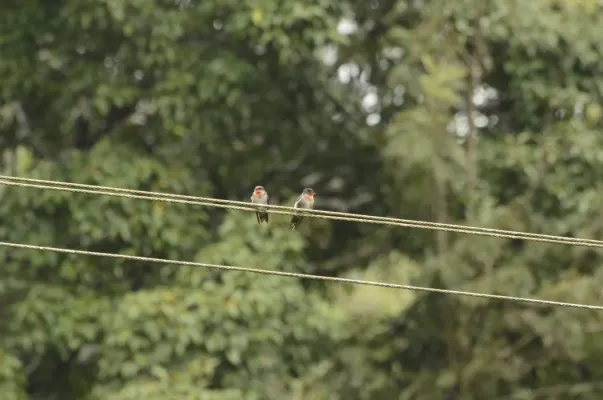 File:Hill swallow (Hirundo domicola) from Anaimalai hills DSC8012.JPG