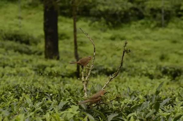 File:Rufous babbler (Argya subrufa)from Anaimalai hills DSC8002.JPG
