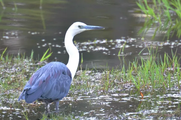 File:Ardea pacifica (White-necked Heron), Perth, WA 1.jpg