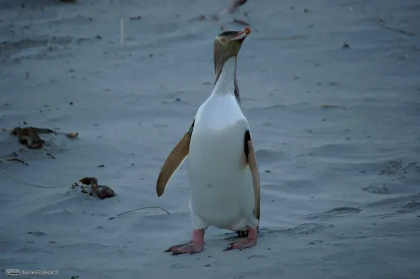 File:Pingüino de ojo amarillo (Megadyptes antipodes).jpg