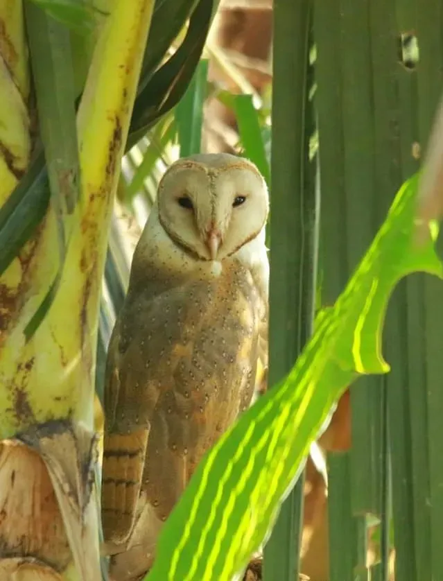 File:Eastern Barn Owl Tyto javanica stertens, Thrissur district, Kerala.jpg