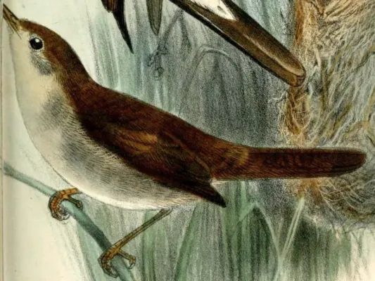 File:Incana incana.jpg