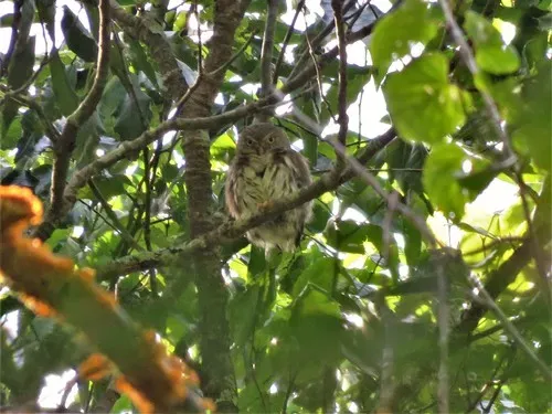 File:Glaucidium sanchezi.jpg