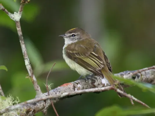 File:Myiopagis cotta (cropped).jpg