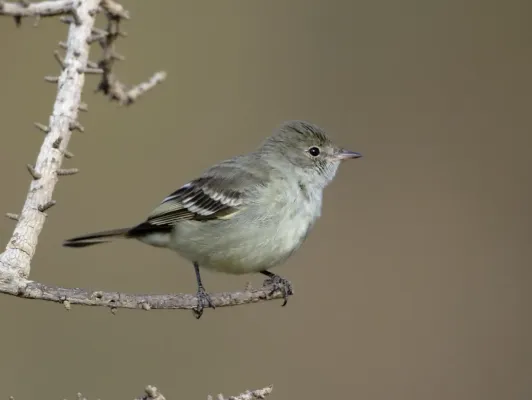 File:Elaenia chiriquensis albivertex - Lesser Elaenia; Santana do Riacho; Minas Gerais, Brazil.jpg