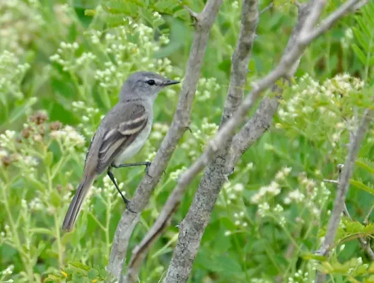 File:Serpophaga griseicapilla) (cropped).jpg