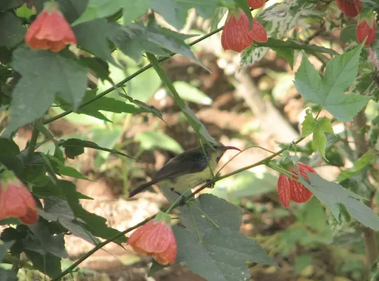 File:Variable Sunbird (Cinnyris venustus) Rwanda.jpg