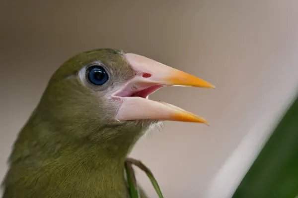 File:Psarocolius viridis -Diergaarde Blijdorp -upper body-8a.jpg