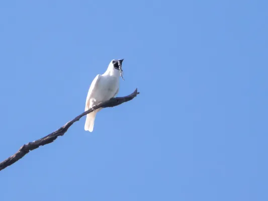 File:White Bellbird-Araponga-da-amazônia-Campanero blanco (Procnias albus) male.jpg