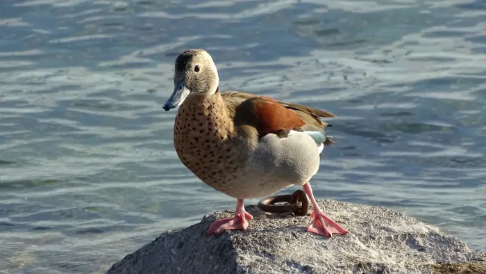 File:Callonetta leucophrys (B W).jpg