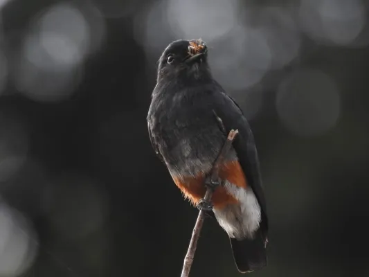 File:Urubuzinho (Chelidoptera tenebrosa) as margens do rio Araguari (Floresta Nacional de Amapá).jpg