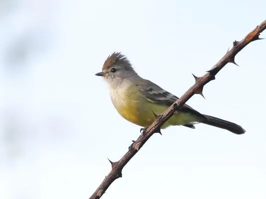 File:Sublegatus modestus - Southern Scrub-Flycatcher; Potengi, Ceará, Brazil.jpg