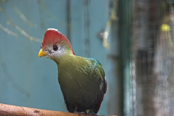 File:2020-06-24 - Rothaubenturako (Tauraco erythrolophus) Tierpark Gettorf (1).jpg