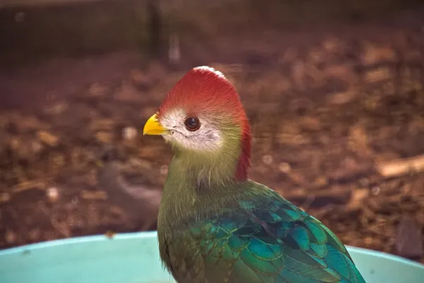 File:2020-06-24 - Rothaubenturako (Tauraco erythrolophus) Tierpark Gettorf (2).jpg