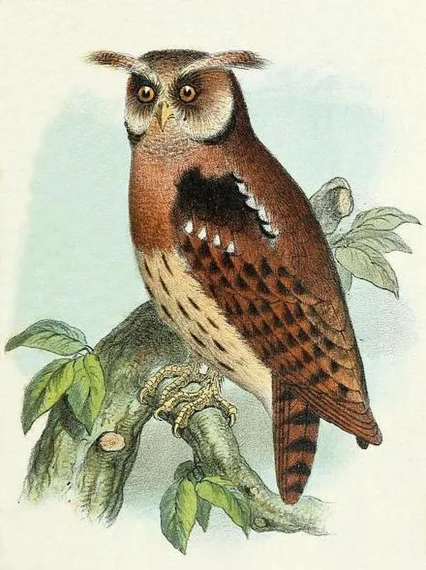 File:Jubula lettii.jpg