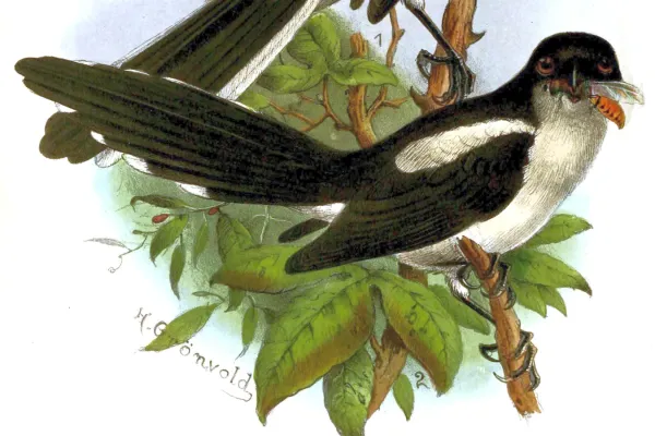 File:Lanius newtoni.jpg