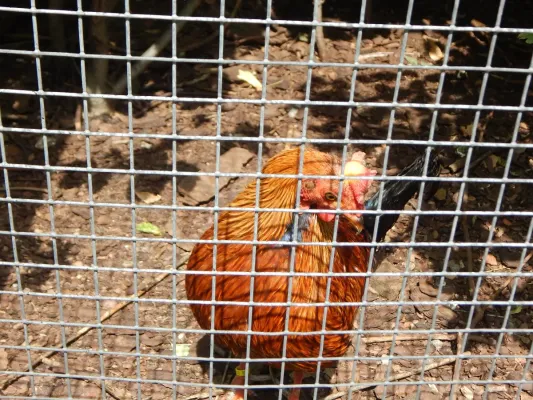 File:Gallus lafayettii - Zoo, WAW.jpg