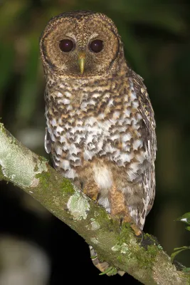 File:Coruja-listrada (Strix hylophila) no Parque Estadual Intervales 2.jpg