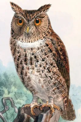 File:Otus silvicola 1897 2.jpg