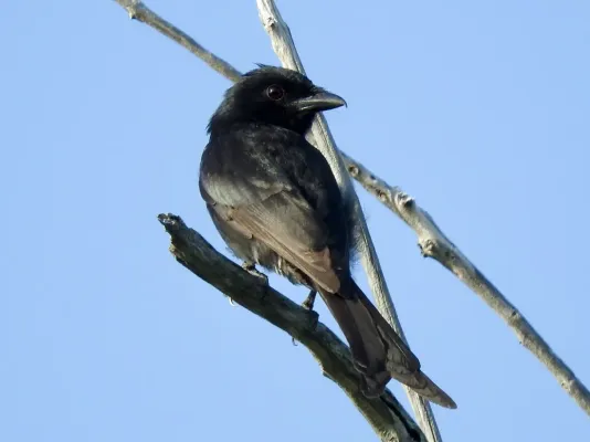 File:Dicrurus aldabranus 59442457 (cropped).jpg