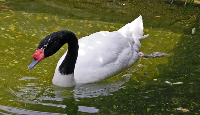 File:Black-necked Swan Cygnus melancoryphus Swimming 1965px.jpg