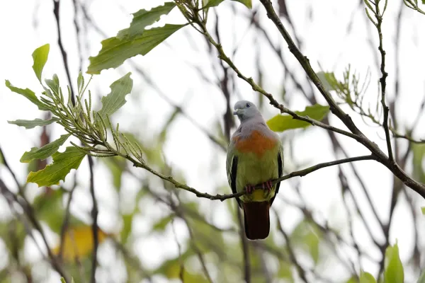 File:Pink-necked green pigeon (Treron vernans) 01.jpg