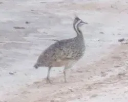 File:Eudromia formosa (cropped).jpg