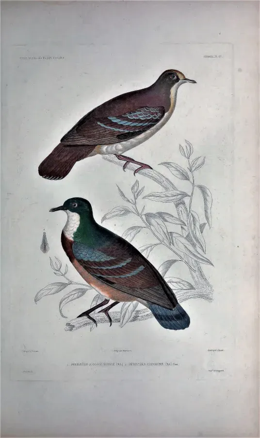File:Gallicolumba rufigula Gallicolumba crinigera Voyage au pole sud et dans Oceanie.jpg