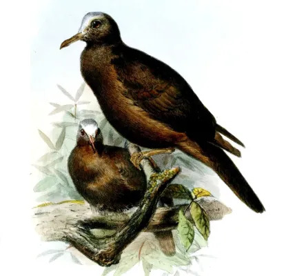File:HenicophapsAlbifronsWolf (cropped).jpg