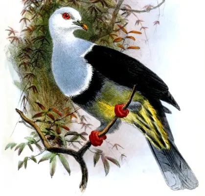 File:Ptilinopus cinctus albocinctus by Joseph Wolf (cropped).jpg