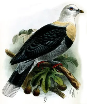File:PtilinopusAlligatorKeulemans (cropped).jpg