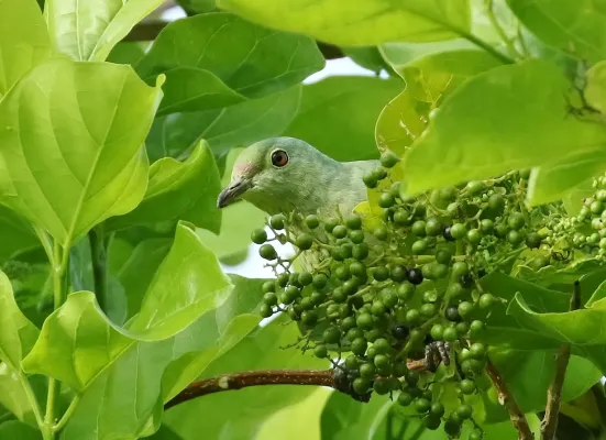 File:Ptilinopus ponapensis imported from iNaturalist 27 May 2019 (cropped).jpg