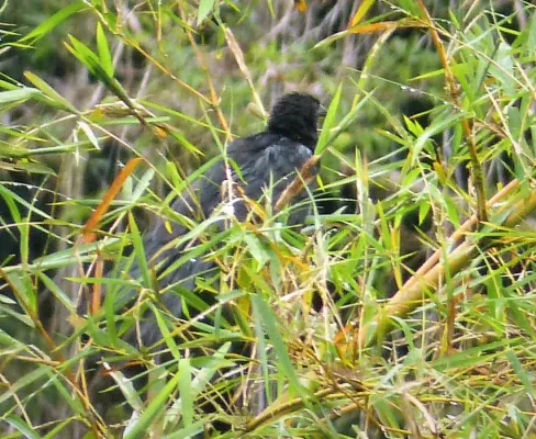 File:Lesser Black Coucal. Centropus bernsteini (48814736703) (cropped).jpg