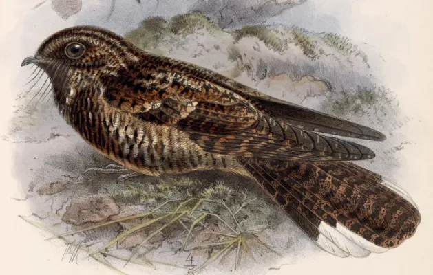 File:Antrostomus saturatus 1902 (cropped).jpg